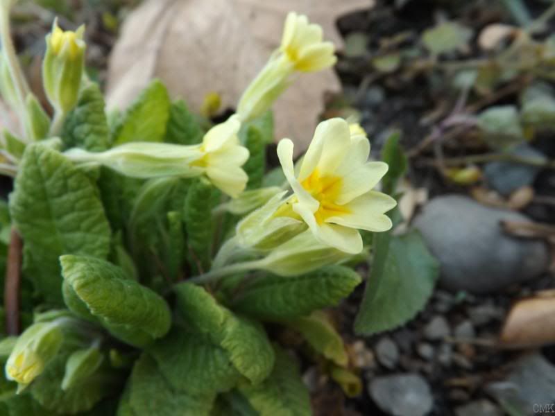 yellow prim photo yellowprim_zps077381f6.jpg